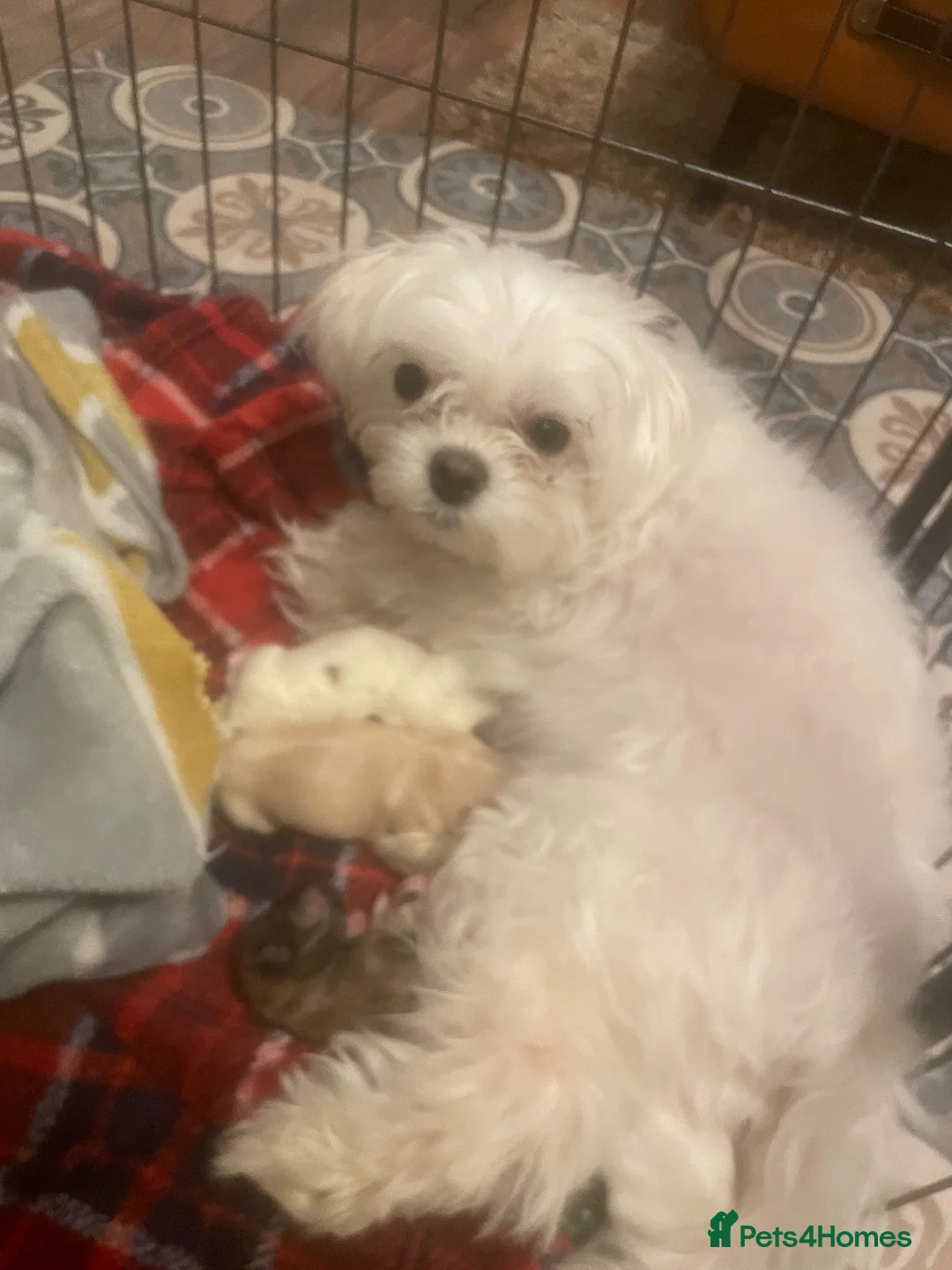 Morkie dogs for sale: Morkie  in Yarm - Advert 6