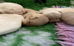 Labrador Retriever dogs for sale: Labrador puppies 5 gen pedigree health tested - Image 24