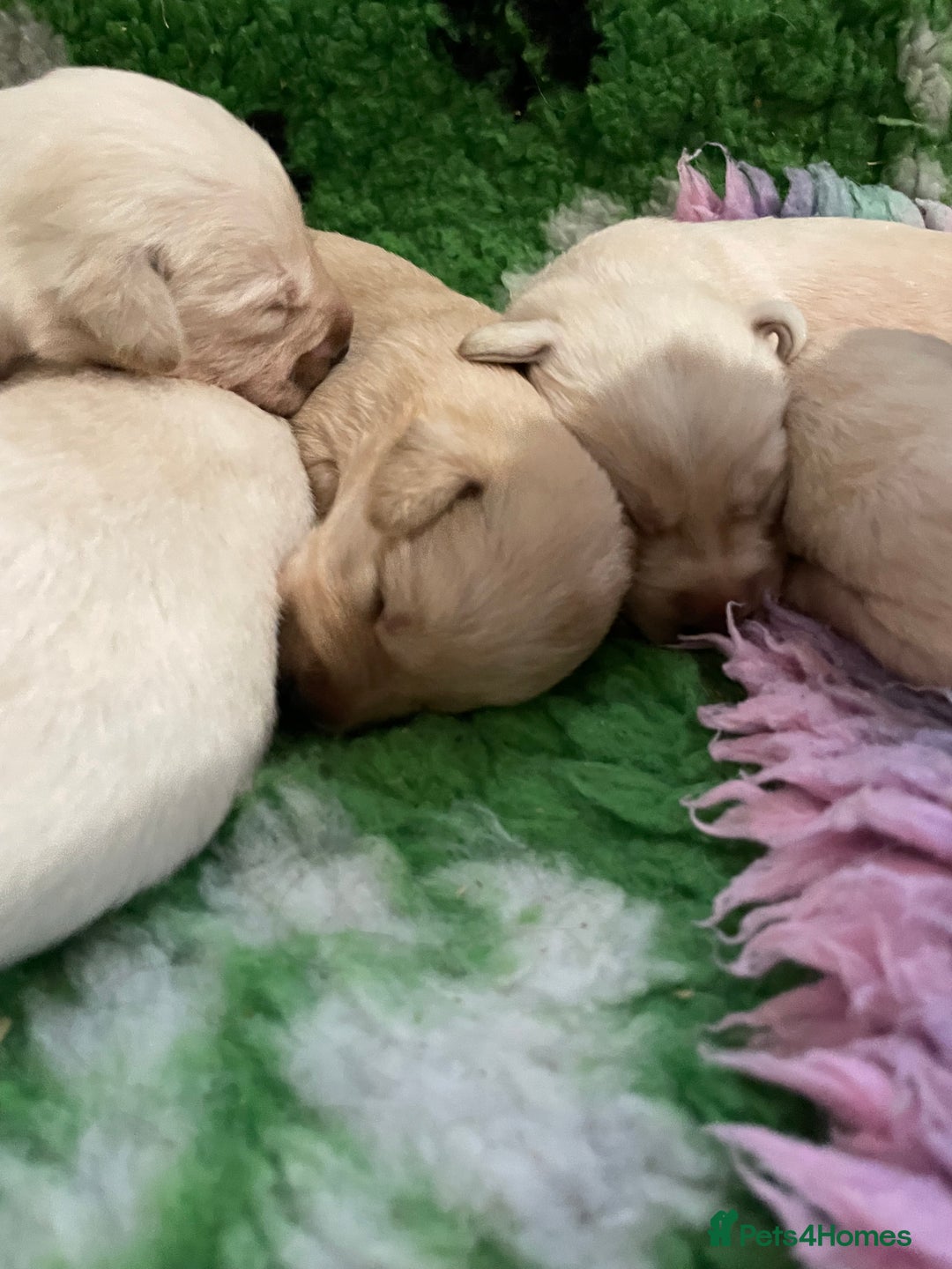 Labrador Retriever dogs for sale: Labrador puppies 5 gen pedigree health tested - Image 24