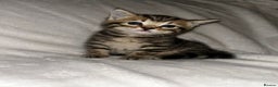 Savannah cats for sale: F4-F5+Savannah Kittens - Advert 9