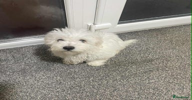 Maltese dogs Stunning Purebred Maltese Boys Puppies  - Advert 15