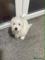 Maltese dogs Stunning Purebred Maltese Boys Puppies - Advert 3