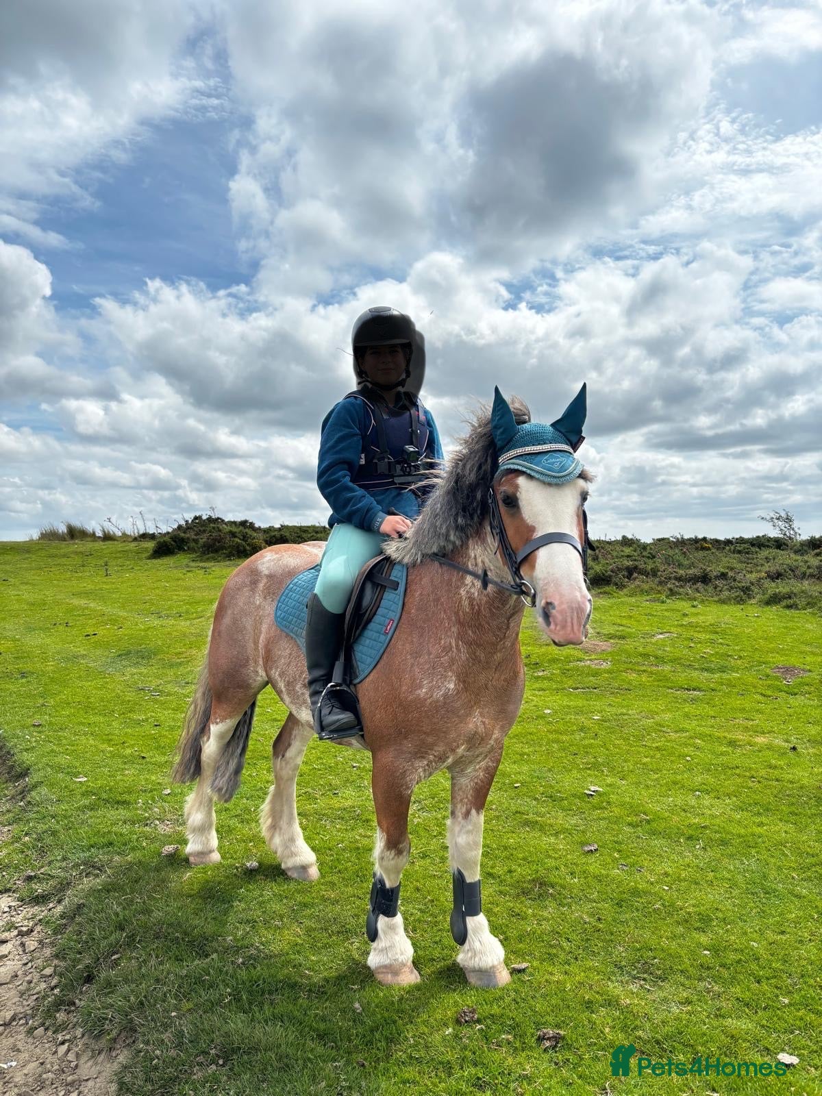 Riding pony horses 13.3hh Blagdon super cob for sale  - Advert 1
