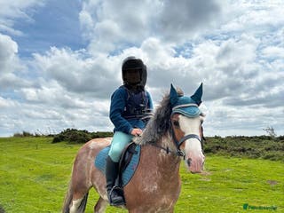 Riding pony horses 13.3hh Blagdon super cob for sale - Advert 19