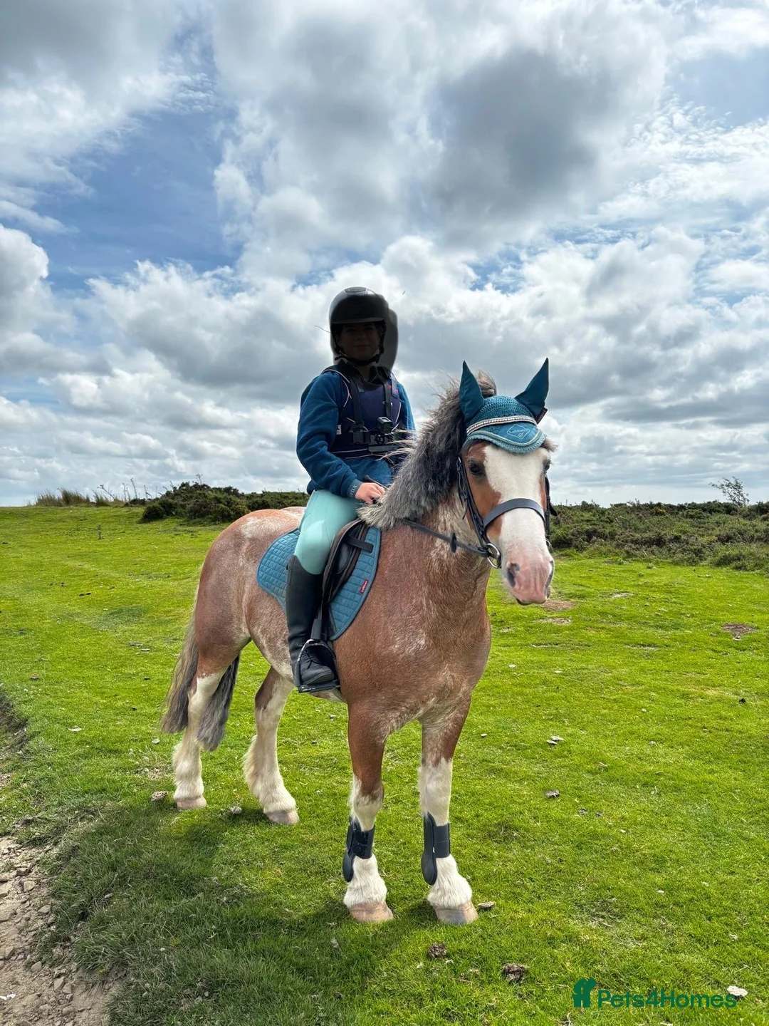 Riding pony horses for sale: 13.3hh Blagdon super cob for sale  - Advert 1