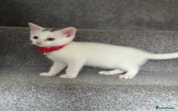 Mixed Breed cats for sale: Mixed breed white kittens  - Image 15