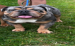English Bulldog dogs for sale: Blue tan Merle 5 years old English billdog - Image 5