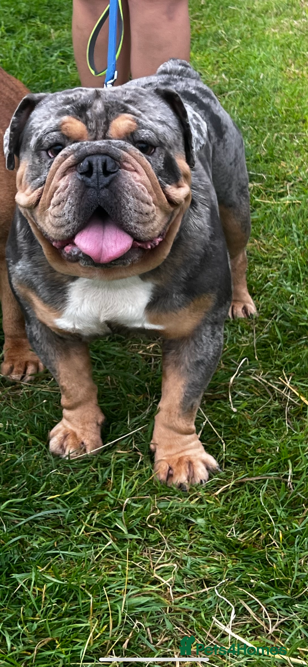 English Bulldog dogs for sale: Blue tan Merle 5 years old English billdog - Image 5