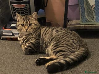 Mixed Breed cats Male cat - Advert 6