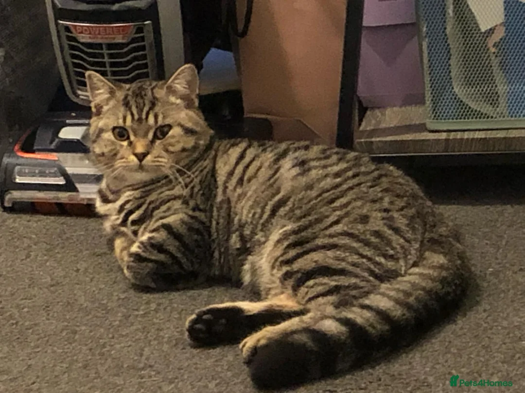 Mixed Breed cats for sale: Male cat  - Advert 1