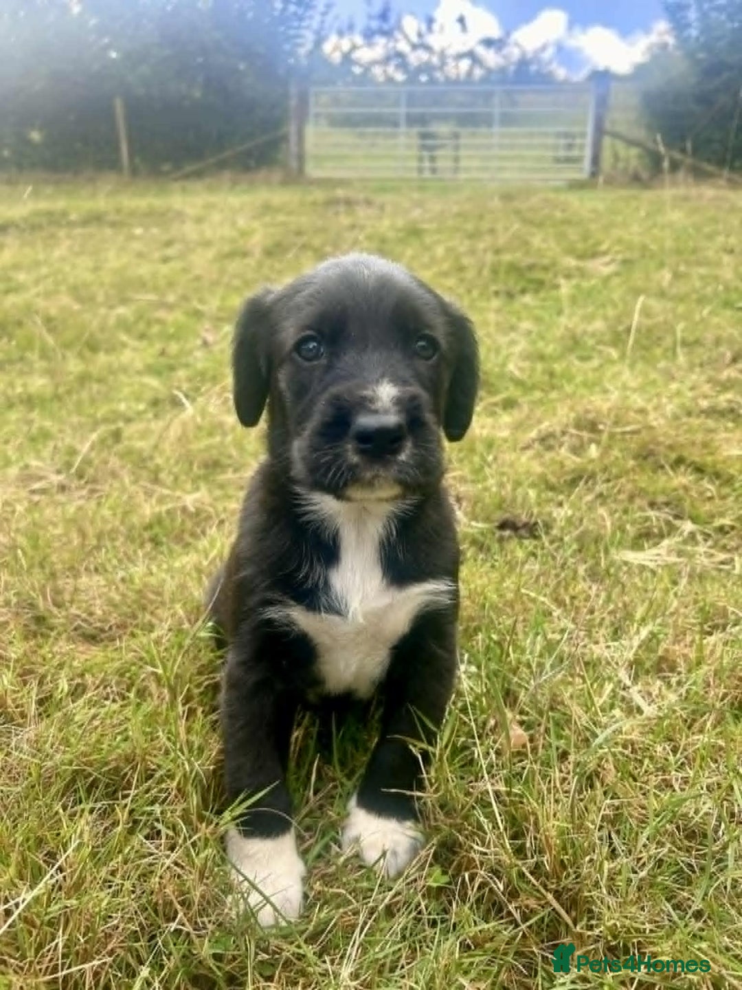 Mixed Breed dogs for sale: Cocker Spaniel Mix Breed pups near Totnes - Image 5
