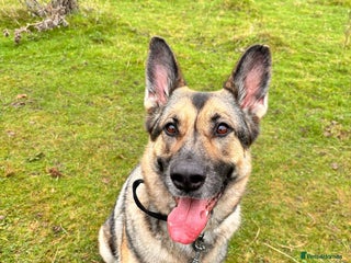 German Shepherd dogs Rehome a Beautiful German Shepherd - Advert 11