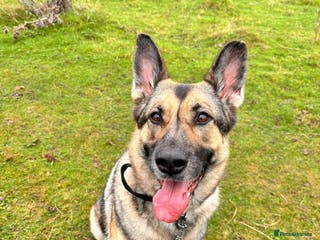 German Shepherd dogs Rehome a Beautiful German Shepherd - Advert 3