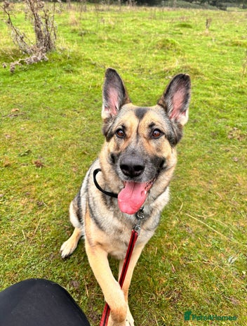 German Shepherd dogs Rehome a Beautiful German Shepherd - Advert 2