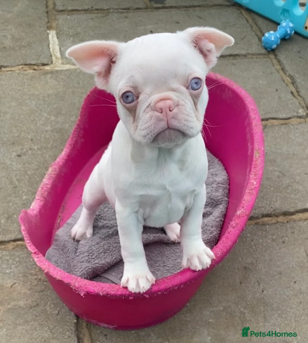 French Bulldog dogs for sale: Last KC registered French Bulldog puppy - Advert 2