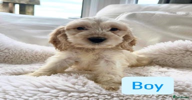 Cockapoo dogs - Advert 9