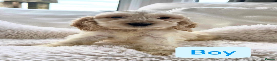 Cockapoo Puppy 1