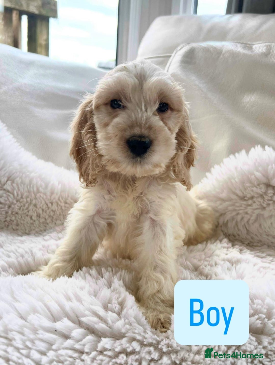 Cockapoo dogs for sale: Gorgeous F1 Cockapoo puppies - Image 3