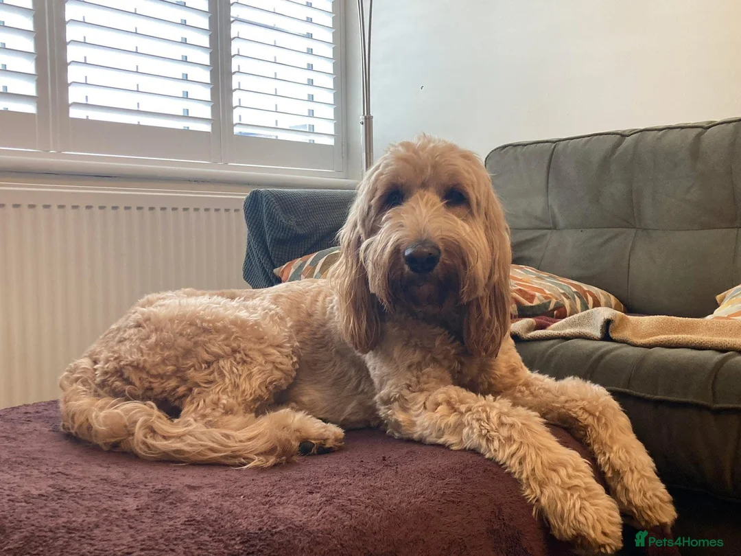 Mixed Breed dogs for sale: Australian Double Doodles Coming Soon - Advert 2