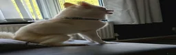 Mixed Breed dogs for sale: Pomsky  - Advert 1