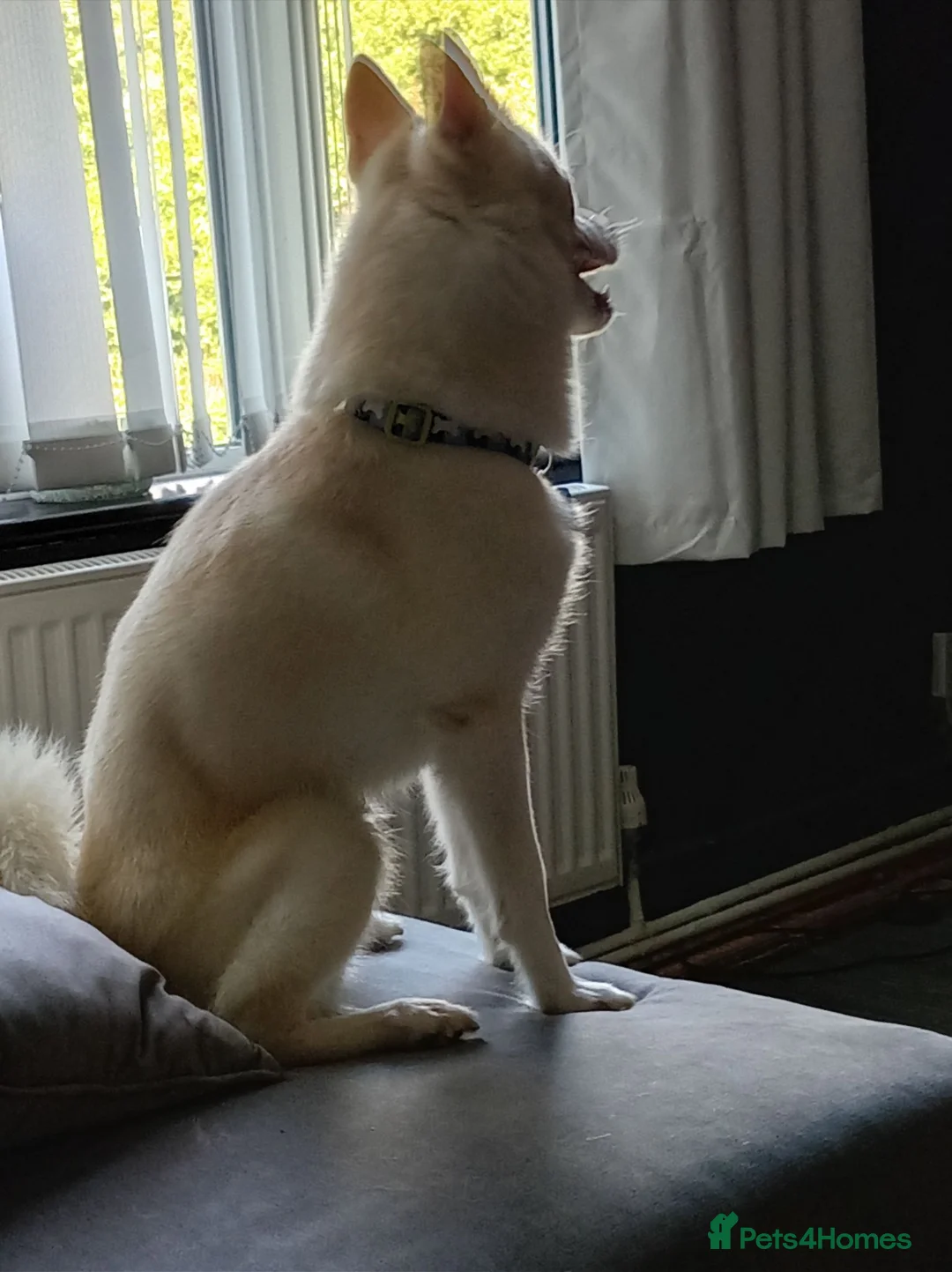 Mixed Breed dogs for sale: Pomsky  - Advert 1