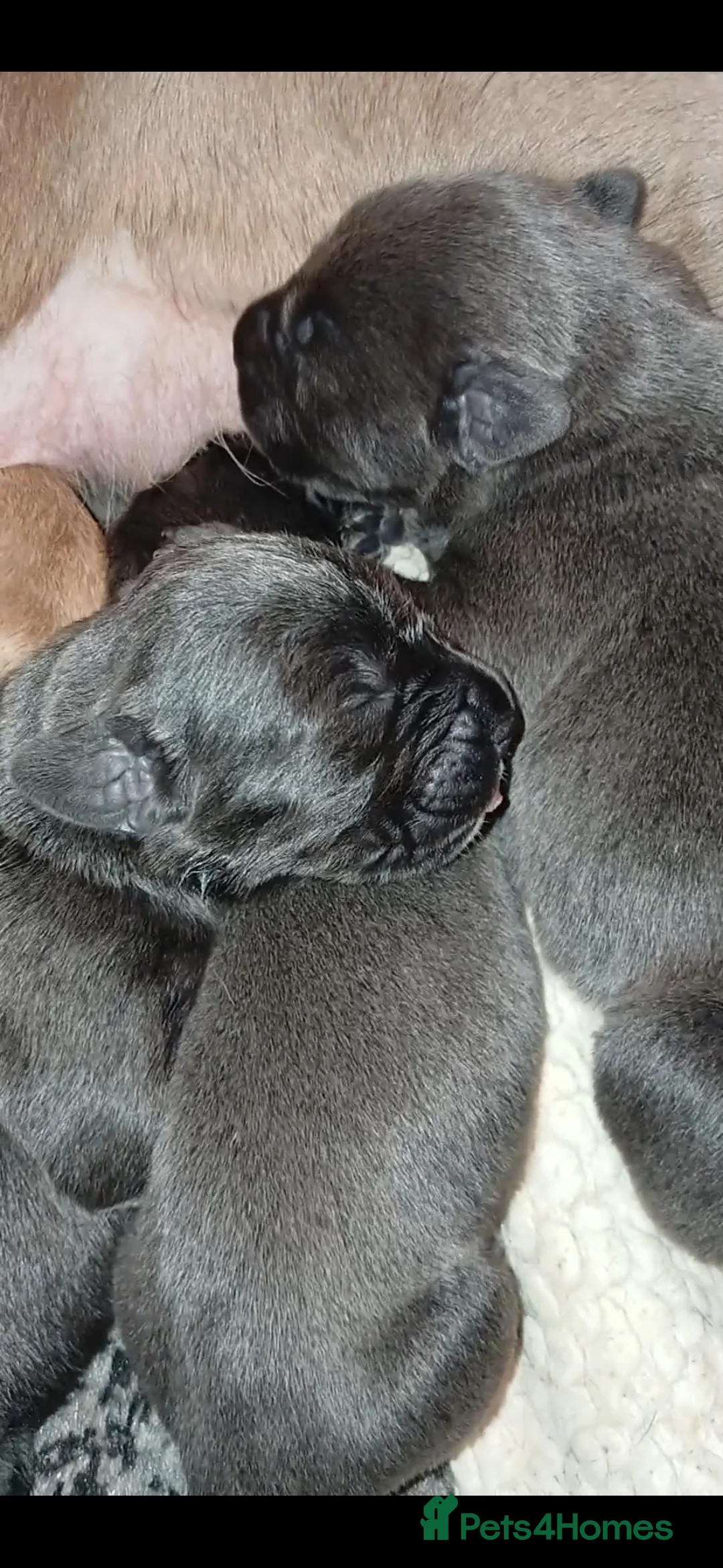 Cane Corso dogs for sale: Pure bred blue cane corso puppies for sale  - Advert 24