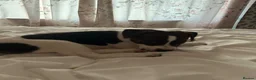 Jack Russell dogs for sale: Beautiful female jack Russell puppy  - Advert 4