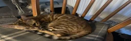 Bengal cats for sale: Bengal kittens  - Advert 2