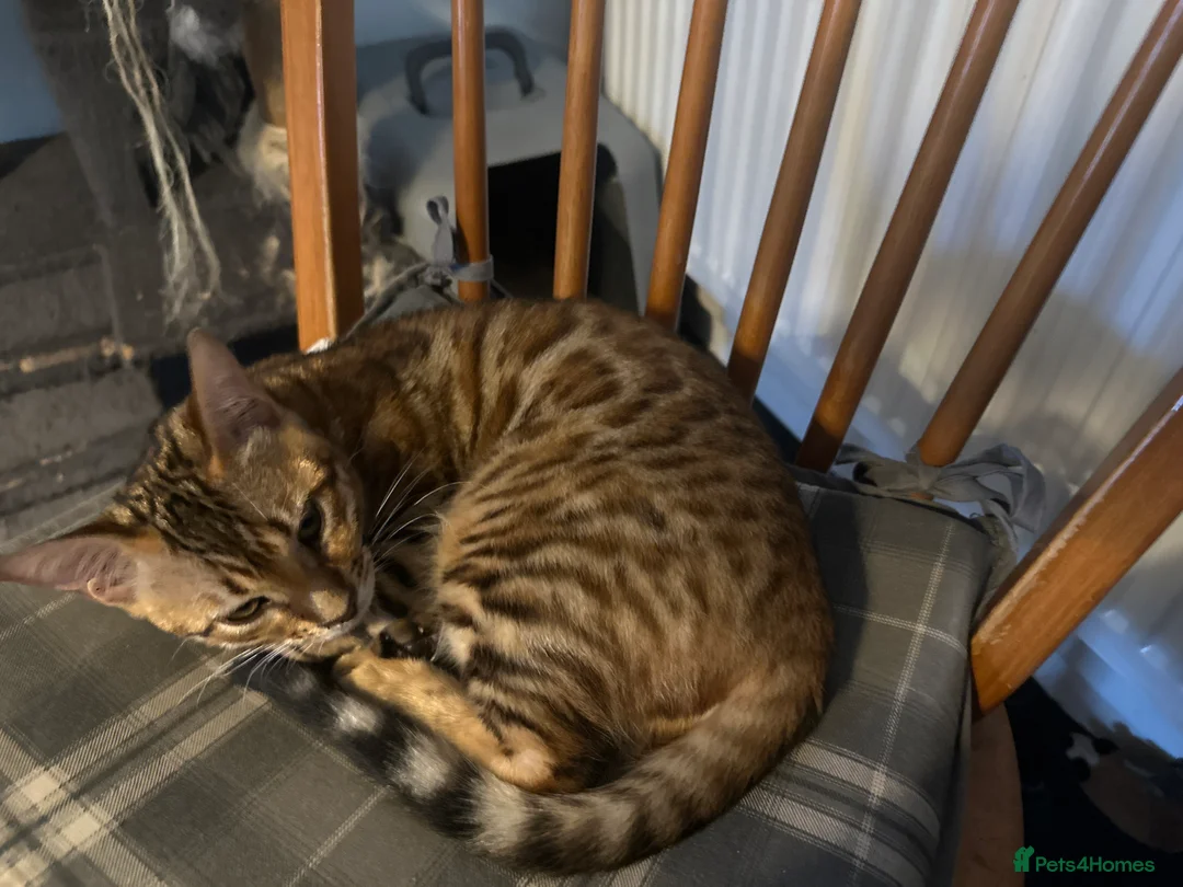 Bengal cats for sale: Bengal kittens  - Advert 2