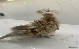 Chickens poultry for sale: rehoming silkie ,polish ,frizzle polish ,etc - Image 2