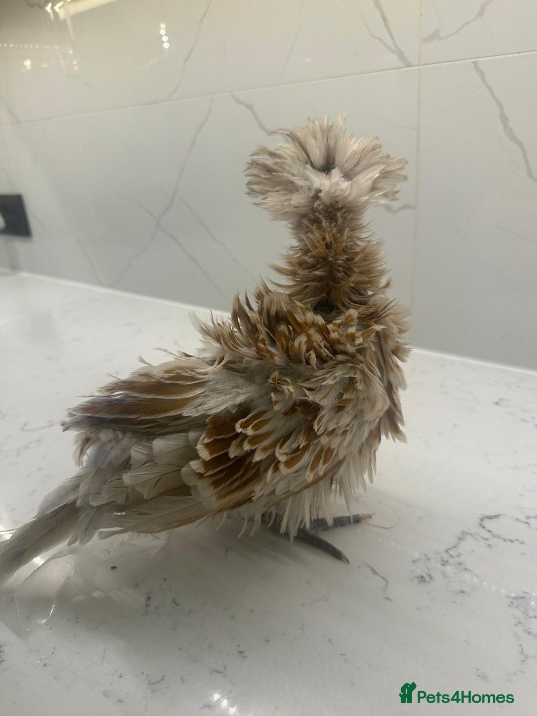 Chickens poultry for sale: rehoming silkie ,polish ,frizzle polish ,etc - Image 2