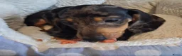Miniature Dachshund dogs for sale: Stunning Dachshund pups *Ready now* - Advert 31