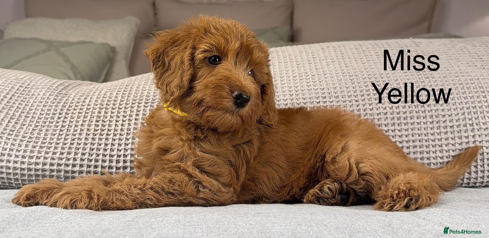 Labradoodle dogs STUNNING DOUBLE DOODLES HIP ELBOW DNA TESTED LINES - Advert 3