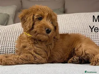 Labradoodle dogs STUNNING DOUBLE DOODLES HIP ELBOW DNA TESTED LINES - Advert 3