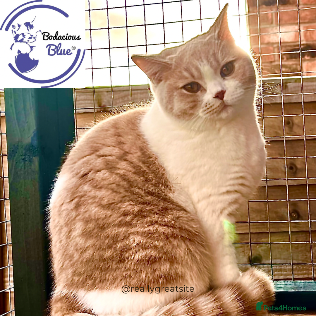 British Shorthair cats for sale: Retired GCCF cream/white bicolour female - Advert 1