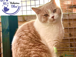 British Shorthair cats Retired GCCF cream/white bicolour female - Advert 13