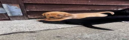 Labrador Retriever dogs for sale: Beautiful Black/yellow/Red Labrador Puppies - Advert 19