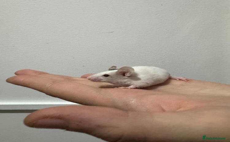 Mouse rodents - Advert 3