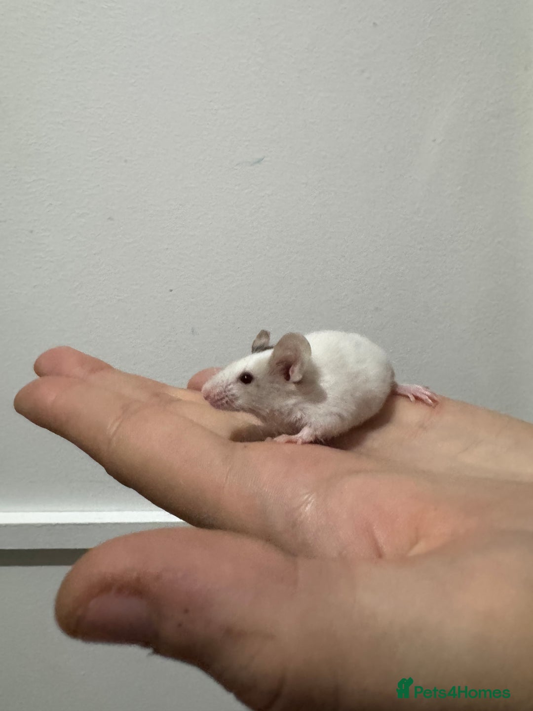 Mouse rodents for sale: Male mice for sale  - Image 1