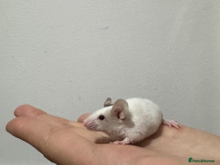 Mouse rodents - Advert 1