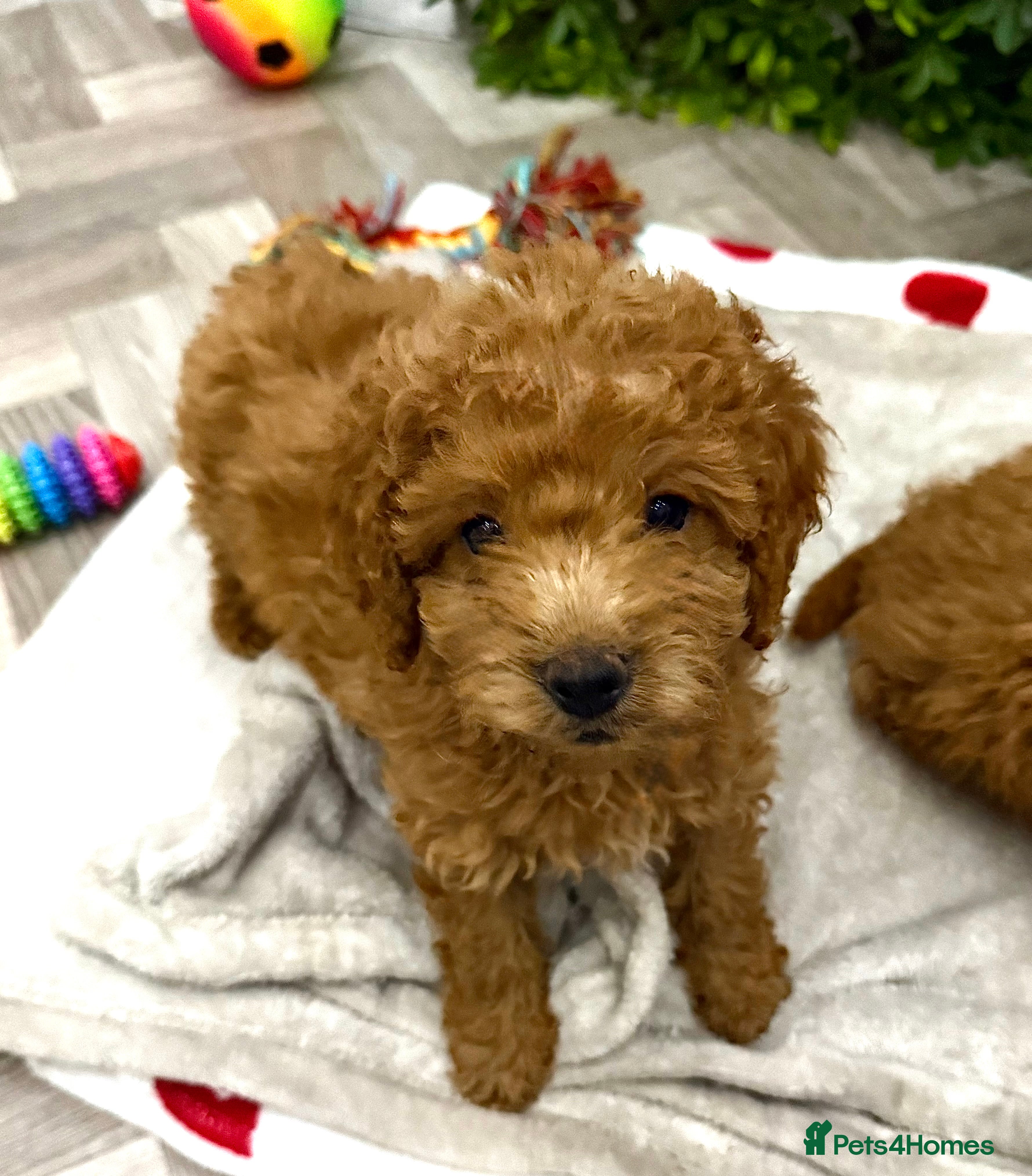 Cavapoo dogs Adorable Cavapoo Puppies READY TO GO - Advert 9