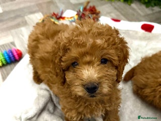 Cavapoo dogs Adorable Cavapoo Puppies READY TO GO - Advert 9
