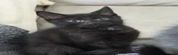 Mixed Breed cats for sale: 12 week old kittens  in Nelson - Advert 8