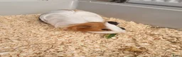 Guinea Pig rodents for sale: Bonded beautiful boys in Barnsley - Advert 7