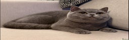 British Shorthair cats for sale: Lovely BSH  - Advert 4
