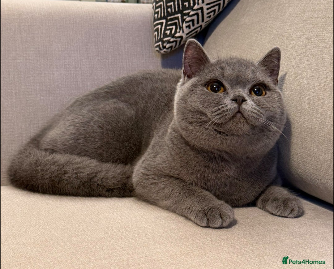 British Shorthair cats for sale: Lovely BSH  - Advert 4
