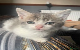 Mixed Breed cats for sale: 3 kittens - Image 11