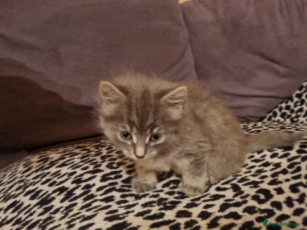 Mixed Breed cats for sale: Ghost tabby cats  - Advert 9