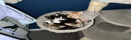 Domestic Shorthair cats for sale: 9 Gorgeous Kittens – Tabby, Ginger & Tortoiseshell - Advert 19