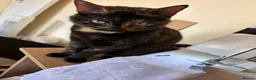 Domestic Shorthair cats for sale: FREE Female Tortie Needs Rehoming in Birmingham - Advert 2